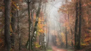 Autumn at Wakehurst: Your Guide to Fungi, Films and Lantern Trails