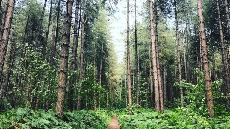 Free Woodland Sound Walk comes to Esher on 10 September