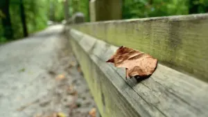 Midlothian walkers get three routes for Walk The Line