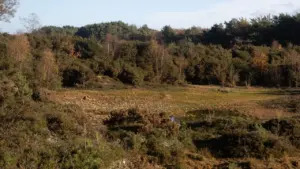 Redbridge reserve fly-tip puts firms on notice