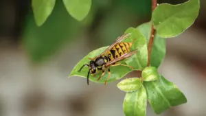 UK Wasp Stings in Late August: First Aid and 999 Signs