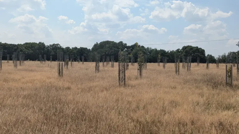 Wokingham Covid Memorial Woodland event: 27 August