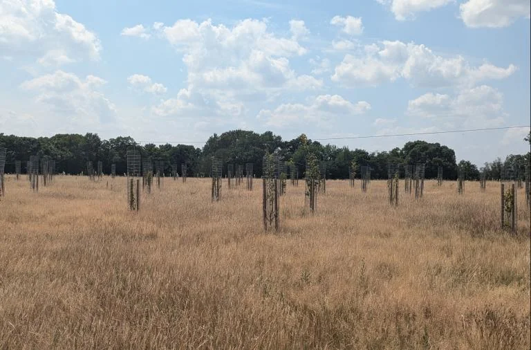 Wokingham Covid Memorial Woodland event: 27 August