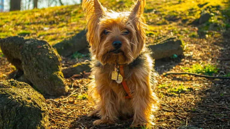 York Dog Show brings Amanda Owen to Museum Gardens