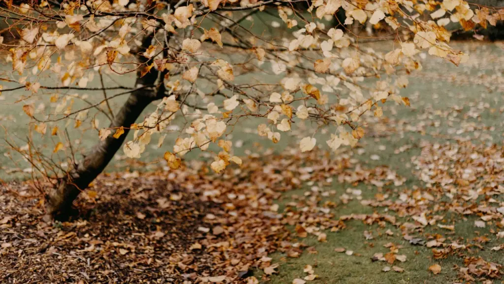 Dreaming of Autumn Leaves: Finding Meaning in Seasonal Release