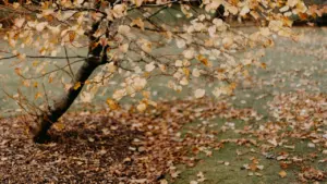 Dreaming of Autumn Leaves: Finding Meaning in Seasonal Release
