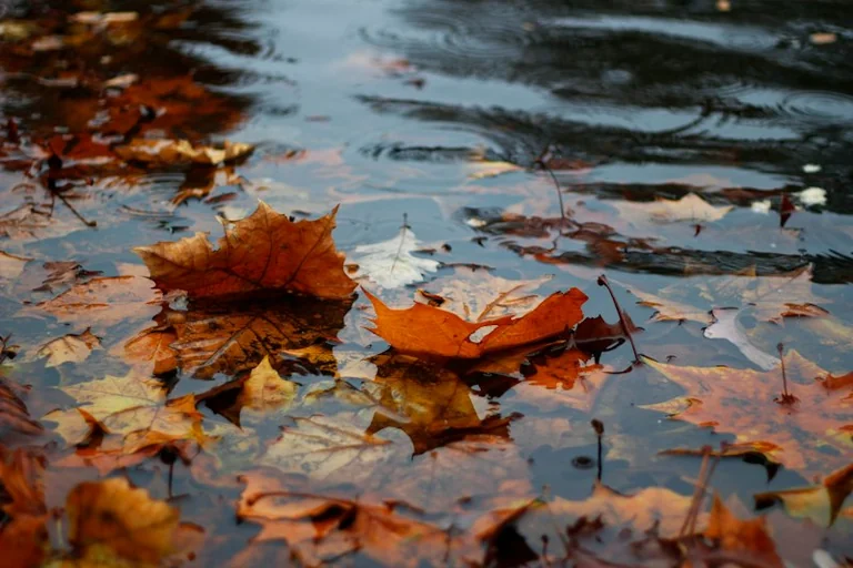Dreaming of Autumn Leaves: Finding Meaning in Seasonal Release