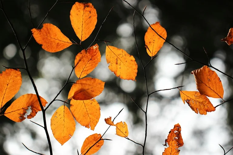 Dreaming of Autumn Leaves: Finding Meaning in Seasonal Release
