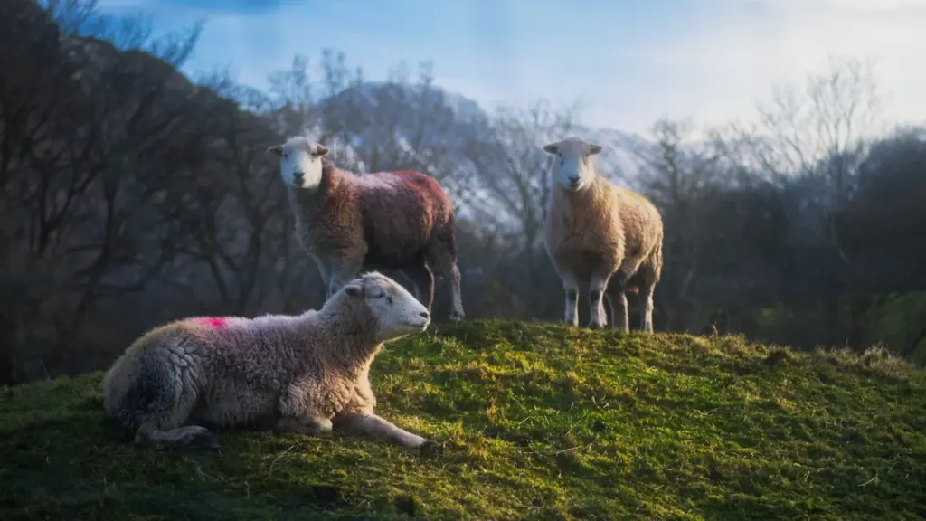 Three Herdwick sheep in a lush green Cumbrian field, Lake District, UK.