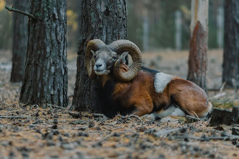 Aries Daily Horoscope for 10 October 2026