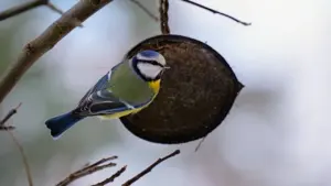 Emily Dickinson’s Bird of Hope for Hard Days