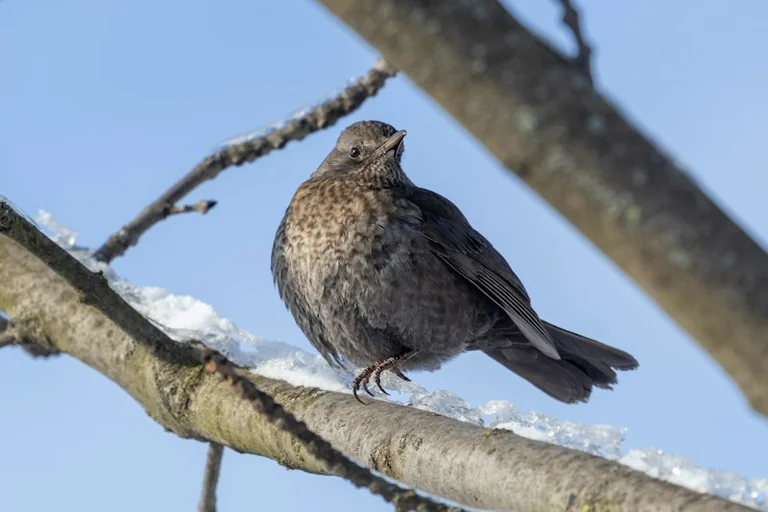Emily Dickinson’s Bird of Hope for Hard Days